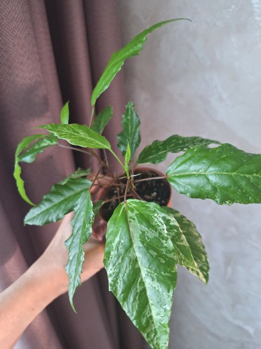 Продам Вариегатный Гибискус. В горшке 2 ствола.