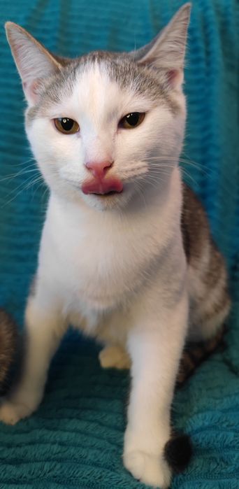 Ласковый Котик ищет Дом