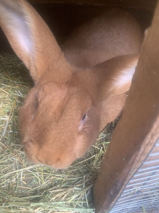 Налични зайци различни породи