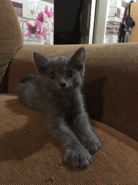 Котята в добрые и любящие руки.