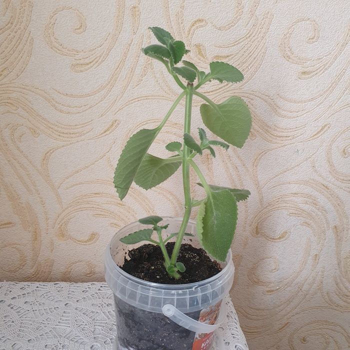 Продам комнатное растение Мята