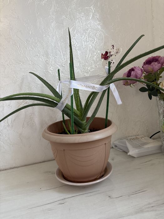 Комнатные растения Алоэ