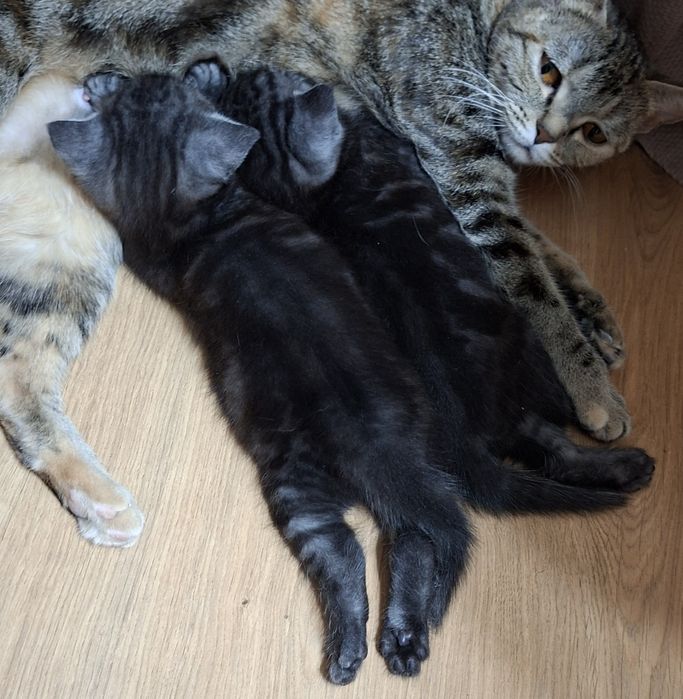 Котята британские