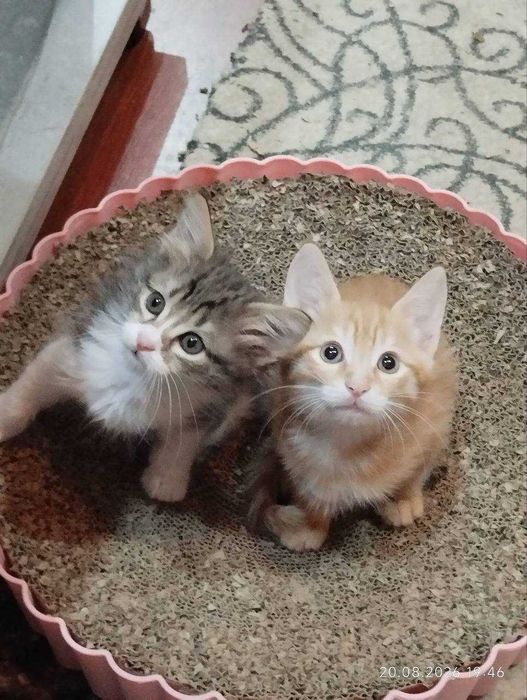 Котята ищут семьи!