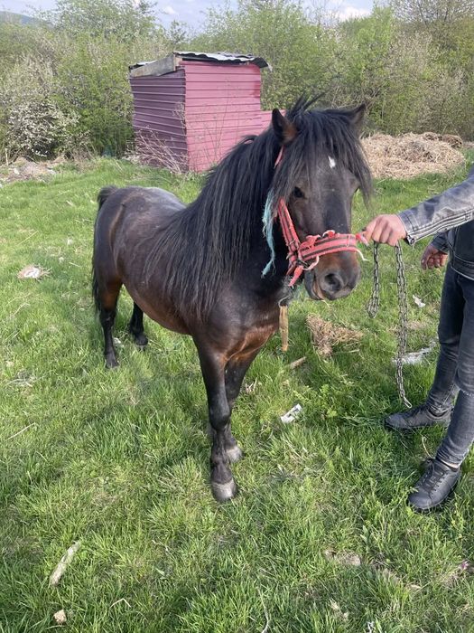 Vînd sau schimb armasar de monta