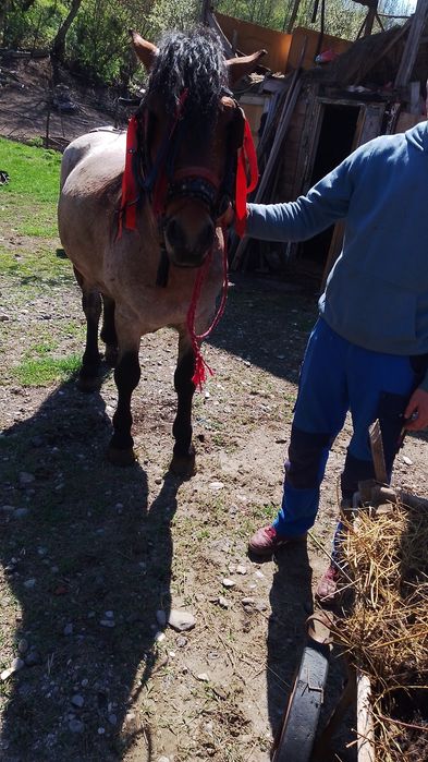 Vând mânz de 2ani și 5 luni sau schimb cu iapă la garanție !