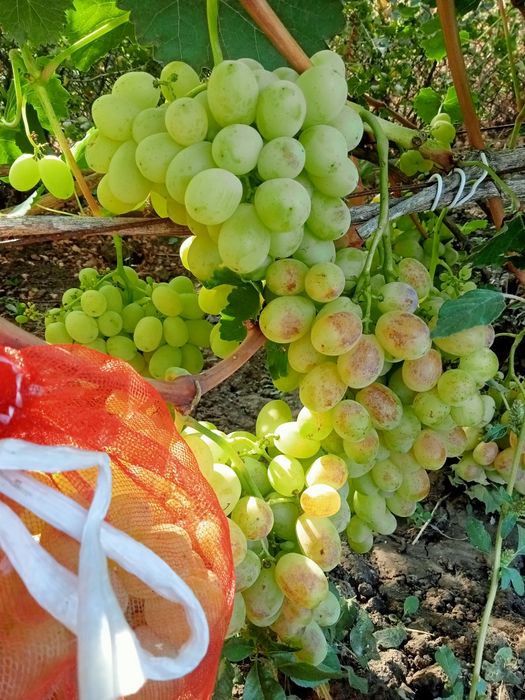 Продам виноград сорт Лора