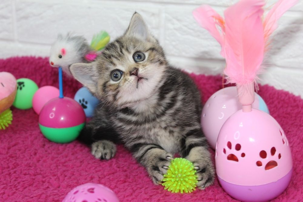 Шотландские Котята