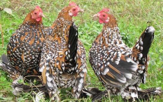 preluam comenzi pentru pui de o zii de rase