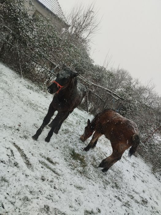 De vânzare mânz murg și mânză neagră