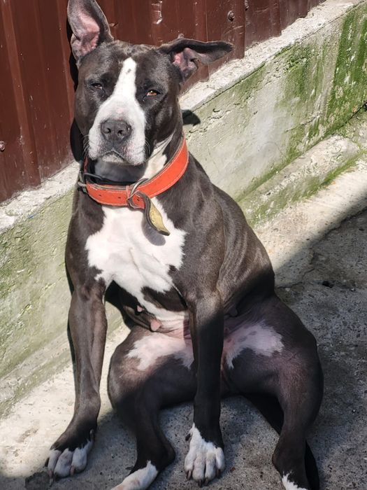 Adoptie caine Amstaff