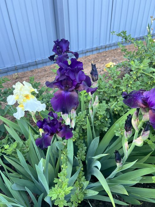 Многолетние цветы