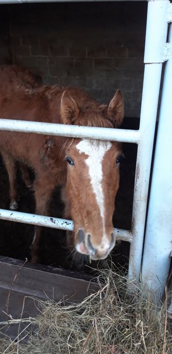 Продам таи полукровка