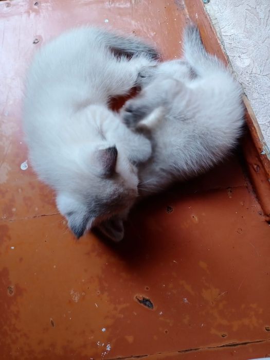 Котята породистые продам.