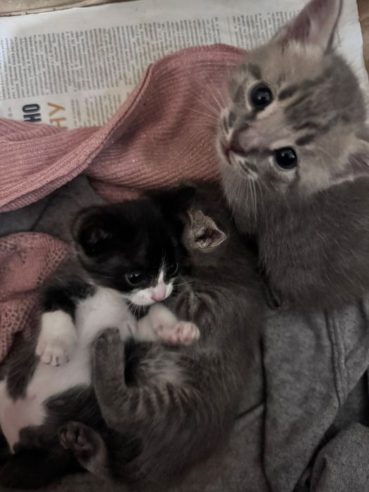 Кошка с котятами