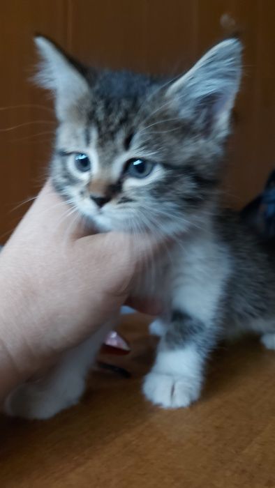 Отдам котят бесплатно