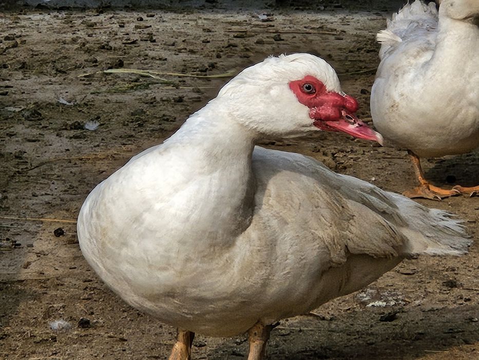 Индоутки белые самки самцы продоются