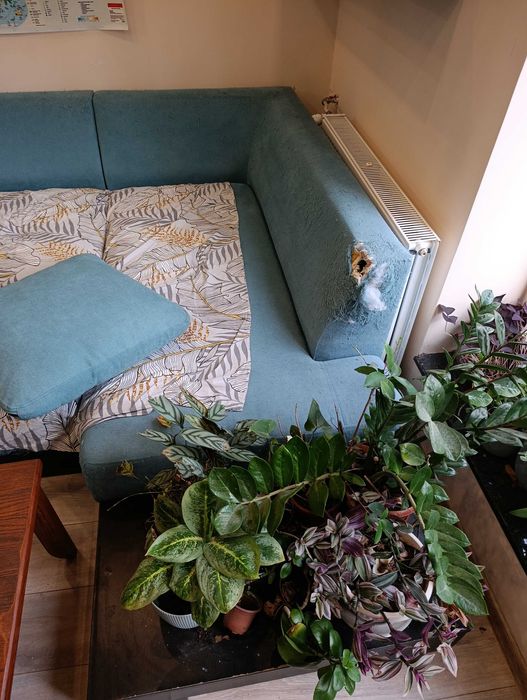 Подарявам ъглов фиван