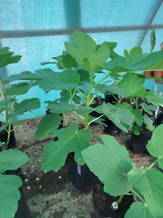 Oferta 3 plante la 100 lei, Smochin Panache (Smochinul Tigru) la ghiveci, aprox 50 cm – Soi exotic rar