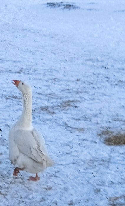 Продается 2гусака