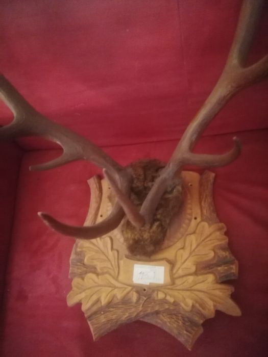 Coarne cerb cu panoplie