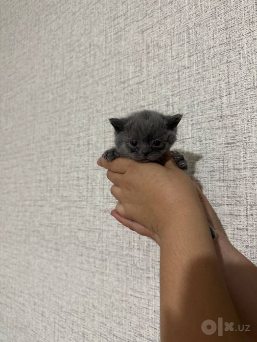 Котята скоттиш-фолд и скотиш -страйт