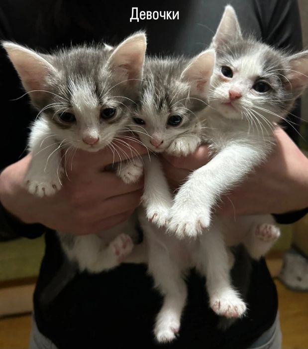 Отдам котят в добрые руки