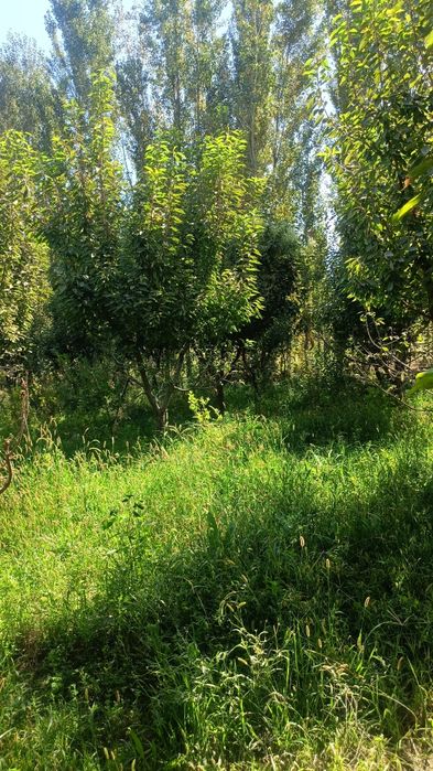 Yer sotiladi 15 sotok