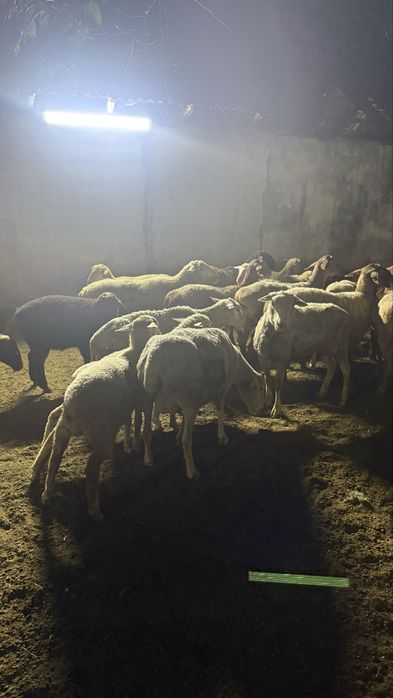 Продам баран кой
