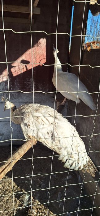 Vand pauni maturi diferite culori