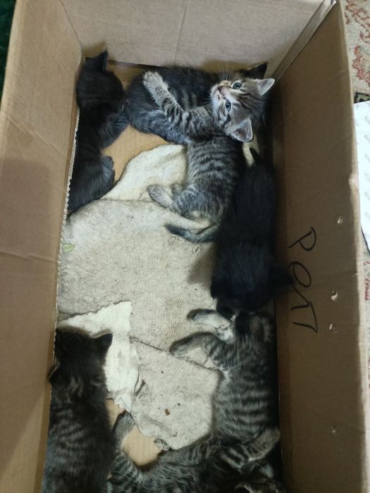 Отдаём котят бесплатно