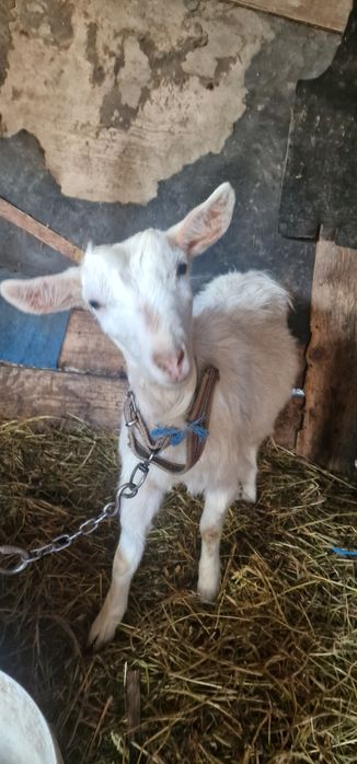 Vand mielute, tap si capre