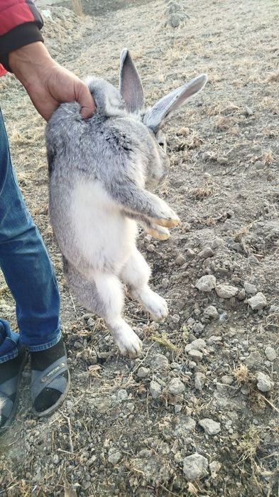 Zotdor quyonlar sotiladi