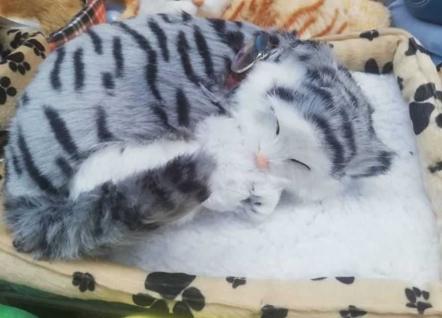 Pisicuta din plus,care doarme pe pernuta