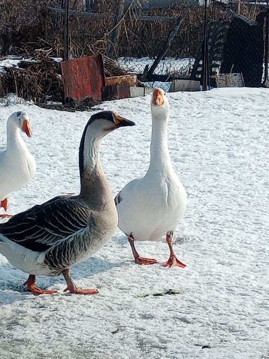 Продам молодых гусей