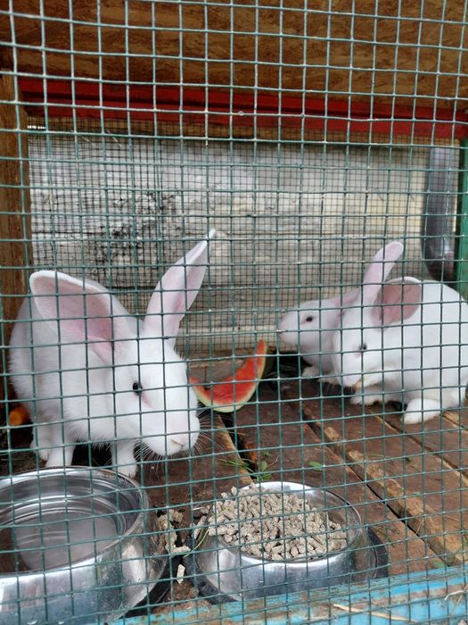 Iepuri albi, ochii albaștri cu negru, foarte frumoși, vârstă 5 luni