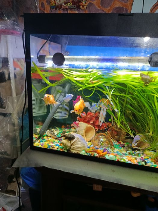 Продаю 40литровый аквариум