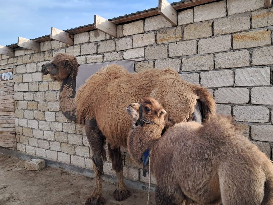 Боталы түйелер сатылады