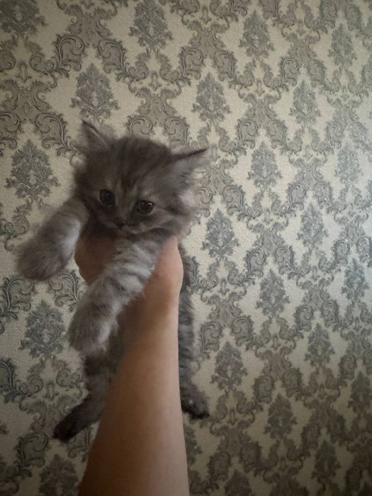Mushuk котята shinshila