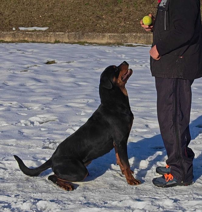 Rottweiler femelă tânără, pregătită pentru BH