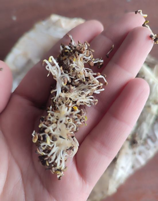 Семена люцерны,сорт Семиречье