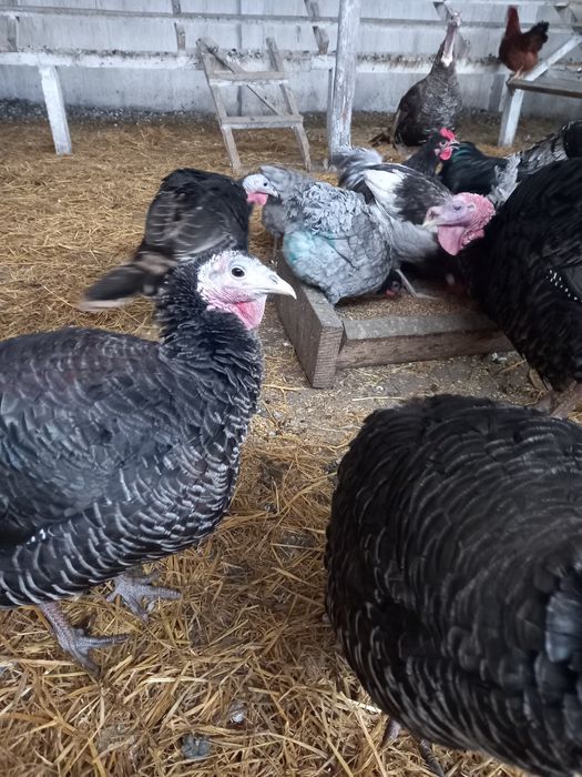 Продам самок индюшек бронза