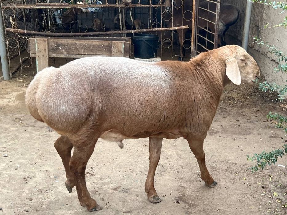 Куелар Хар хил маросимлар учун