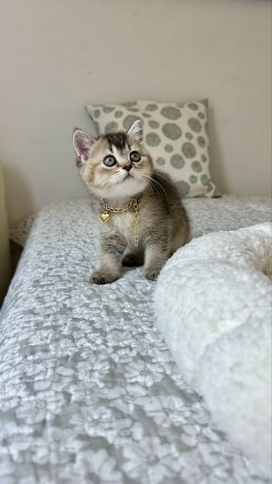Fetita British Shorthair din Felisa Autorizata - Certificat pedigree