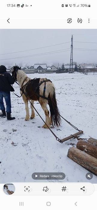 Vând  cal (Gipsy)cuminte.