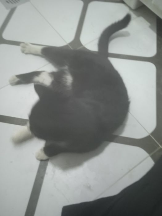 Кошка пшак mushuk дамашный