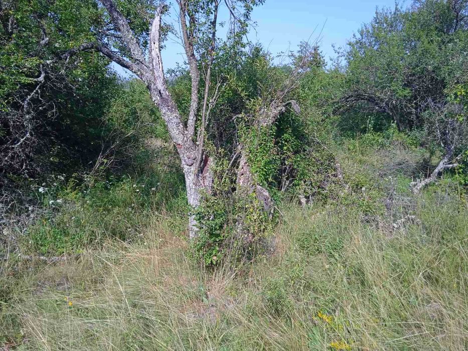 Продава се Парцел в с. Ялботина, Област София-област - 1000 кв.м за 15 €/кв.м - Снимка #6