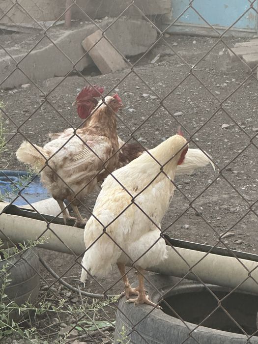 Продам петухов и куриц