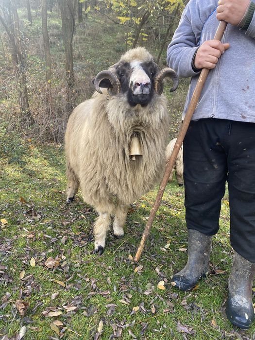 Vand sau schimb berbec breaz