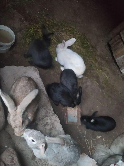 Gibrid Flandr quyonlar sotiladi